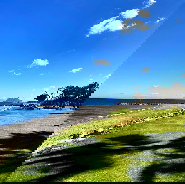 yam_adler image ~ Altpins