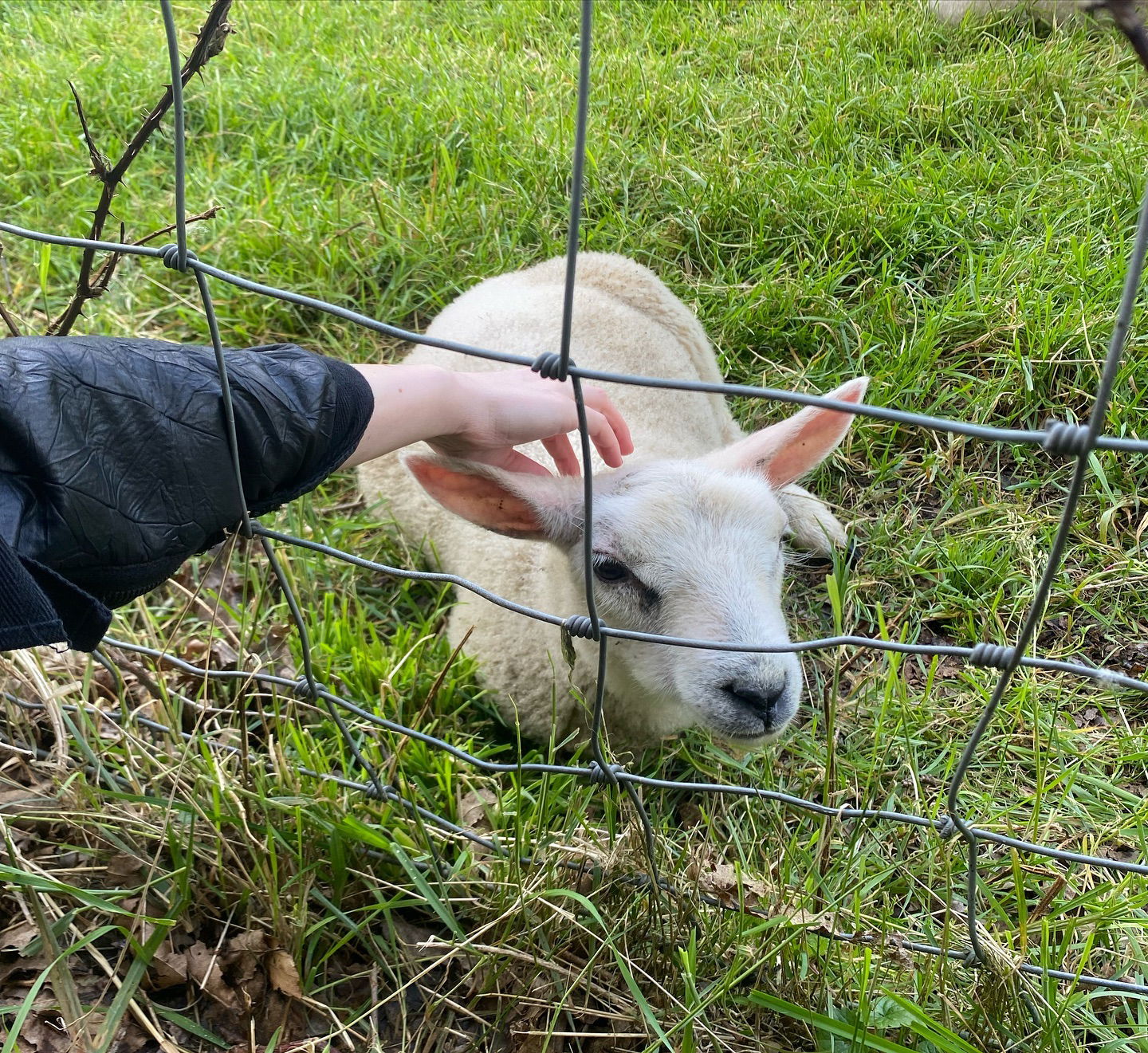 yam_adler instagram image archive image