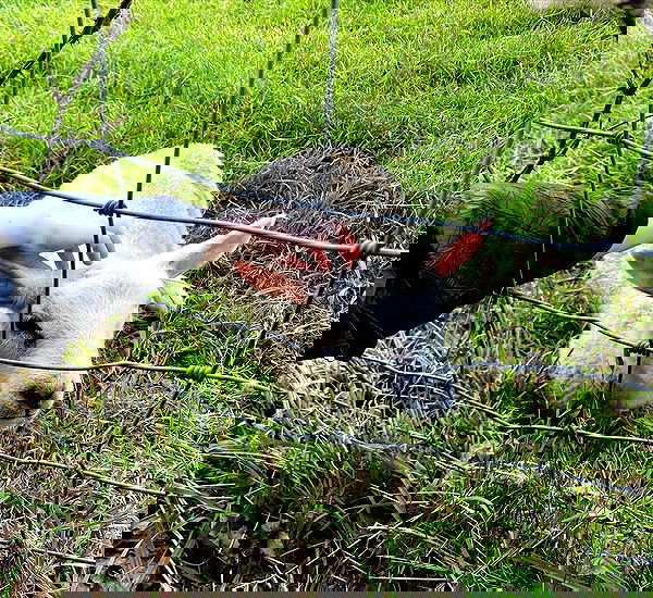 yam_adler image ~ Altpins