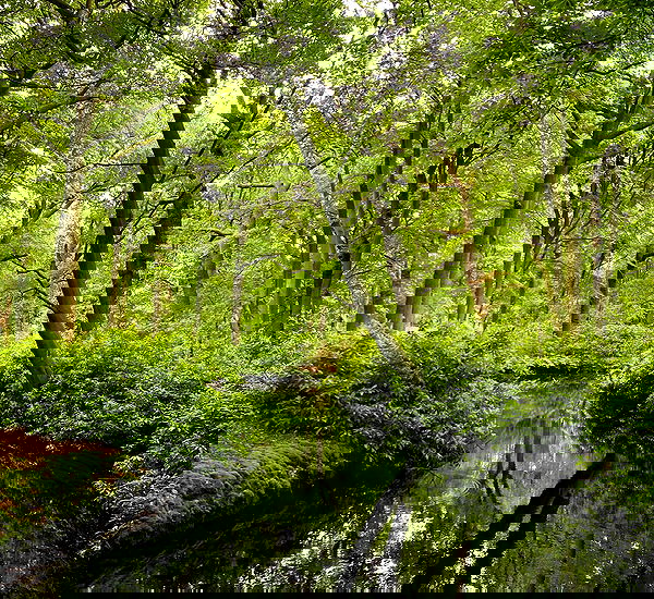 yam_adler image ~ Altpins