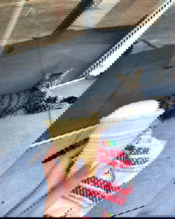 yam_adler image ~ Altpins