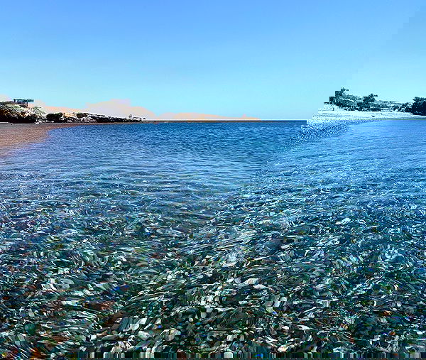 yam_adler image ~ Altpins