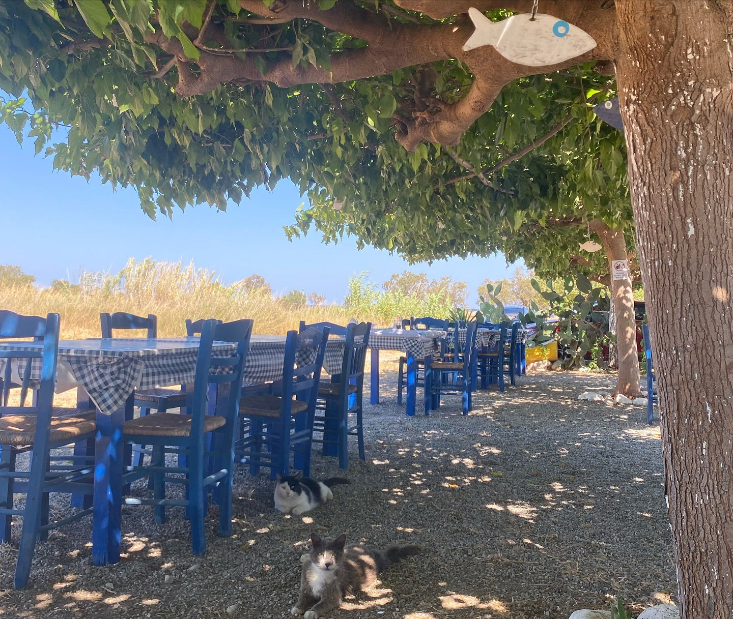 yam_adler instagram image archive image