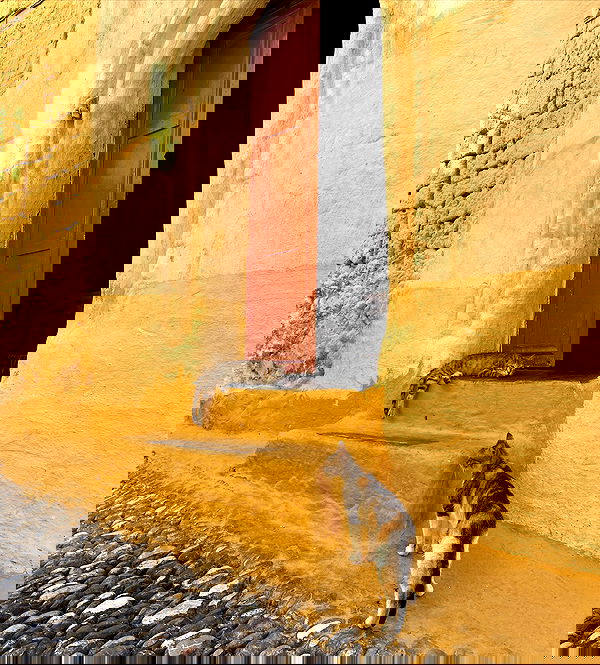 yam_adler image ~ Altpins