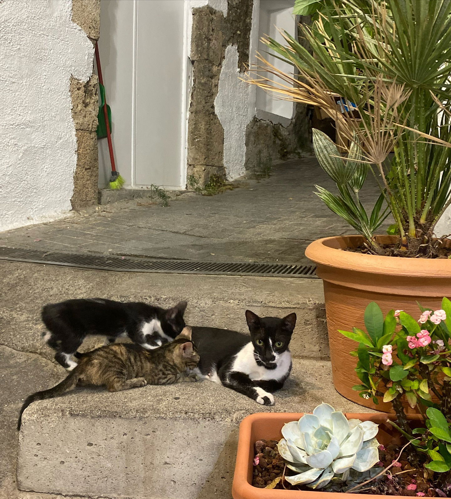 yam_adler instagram image archive image