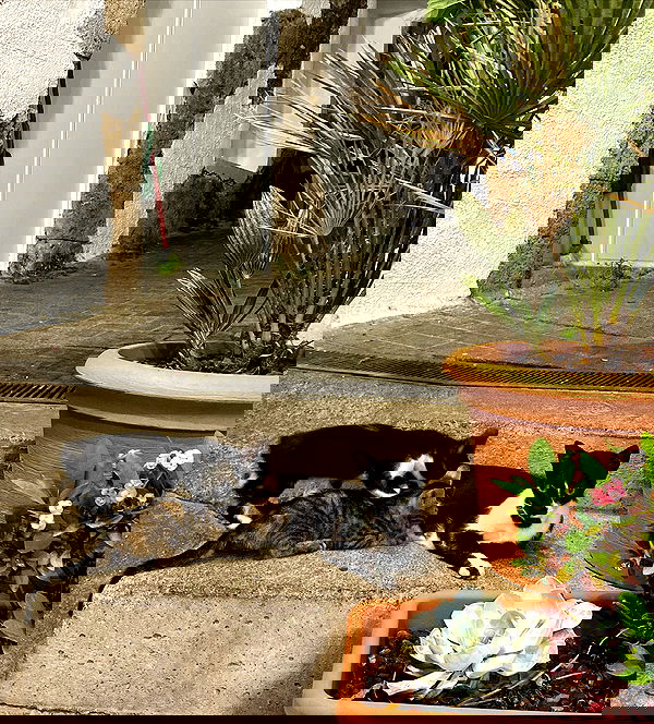 yam_adler image ~ Altpins