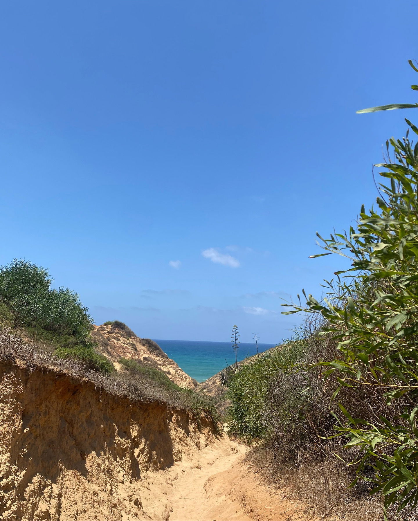 yam_adler instagram image archive image