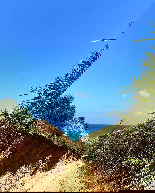 yam_adler image ~ Altpins