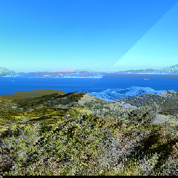 yam_adler image ~ Altpins