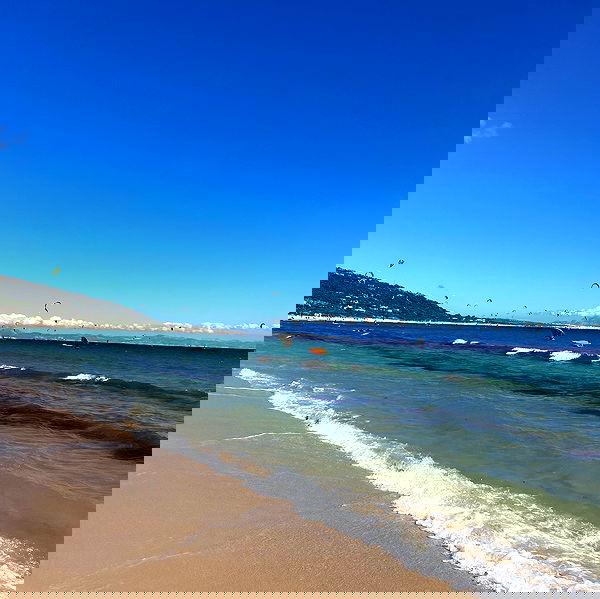 yam_adler image ~ Altpins