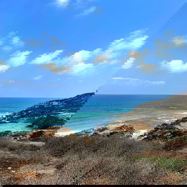 yam_adler image ~ Altpins