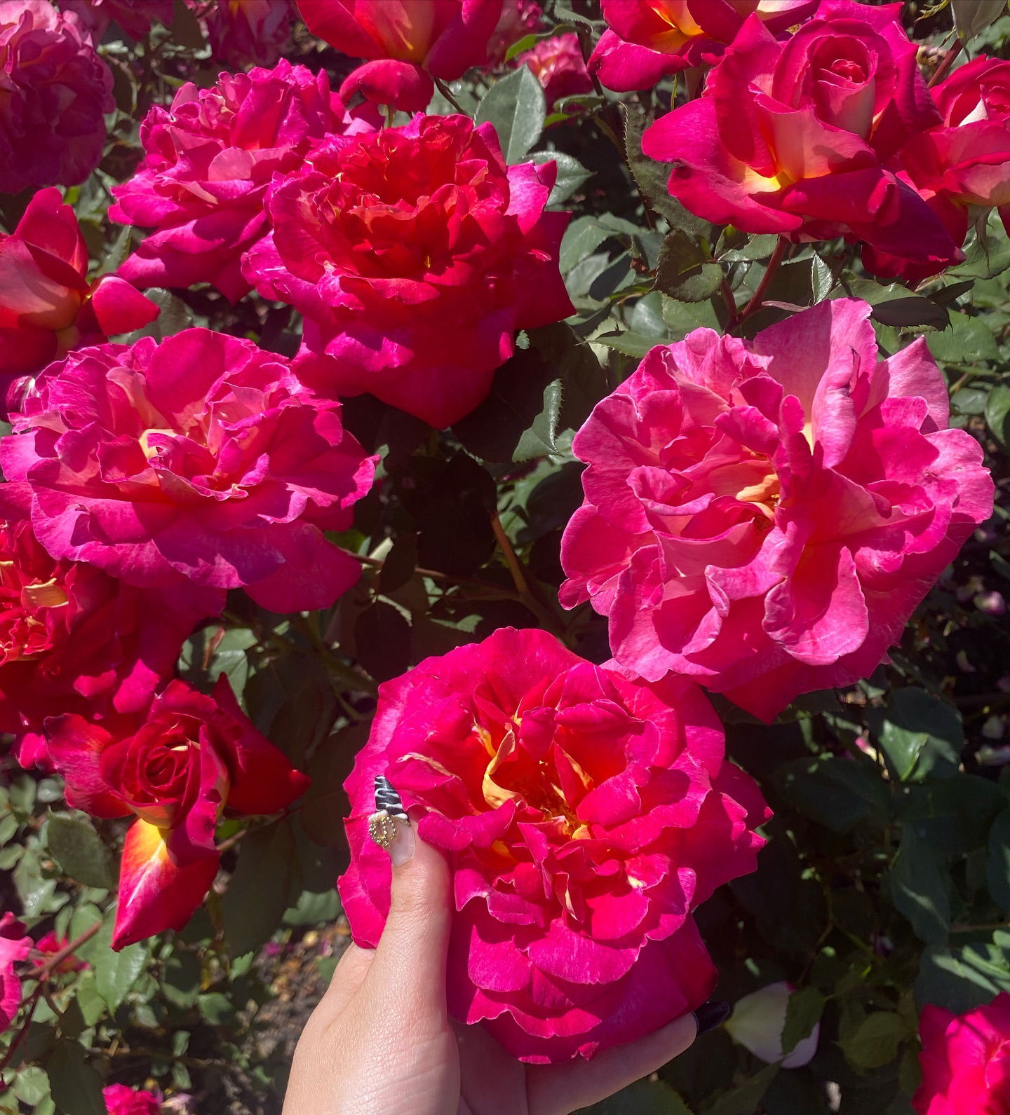 yam_adler instagram image archive image