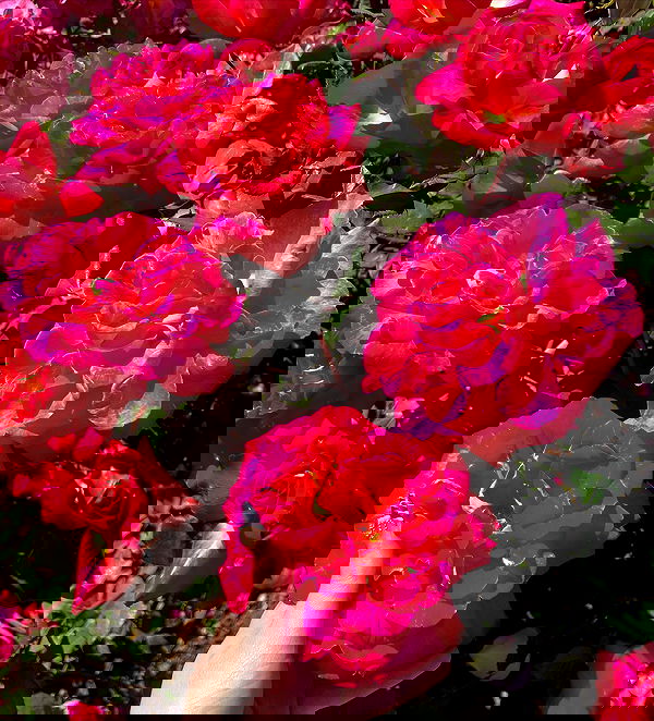 yam_adler image ~ Altpins