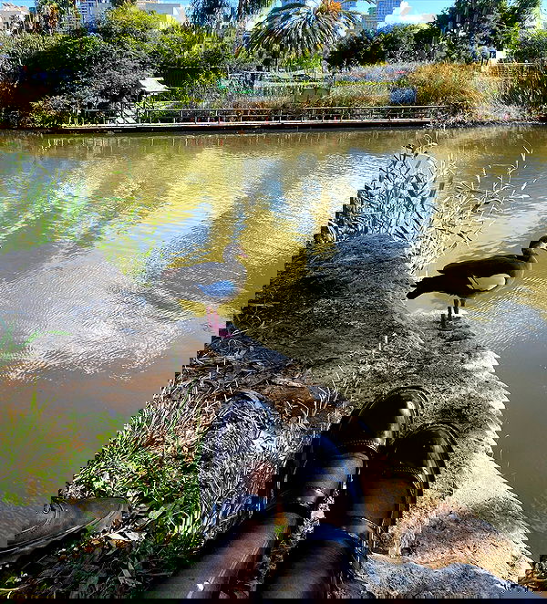 yam_adler image ~ Altpins