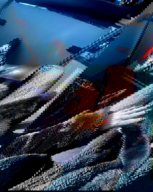 yam_adler image ~ Altpins