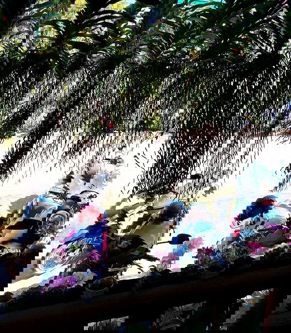 yam_adler image ~ Altpins