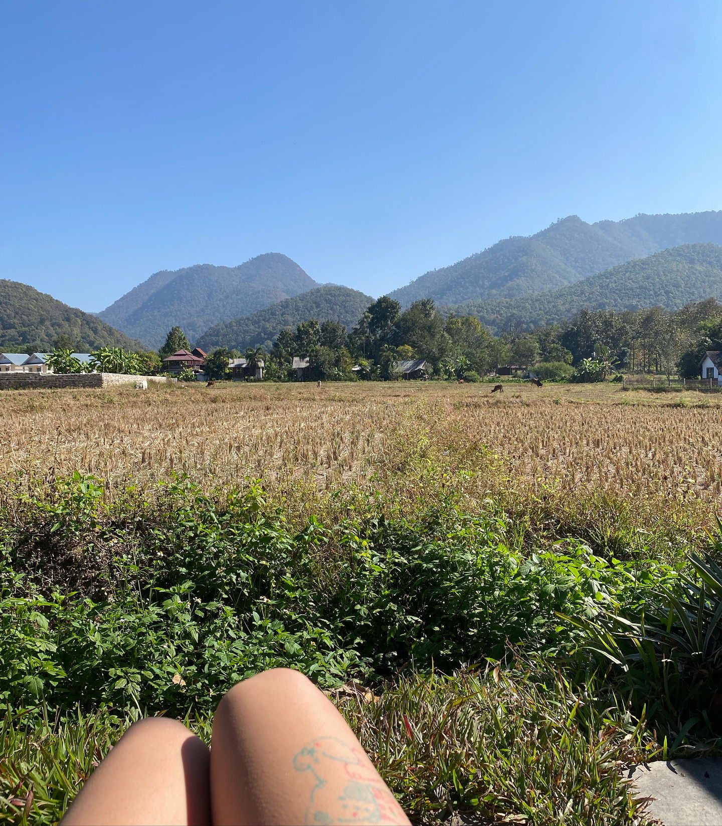 yam_adler instagram image archive image