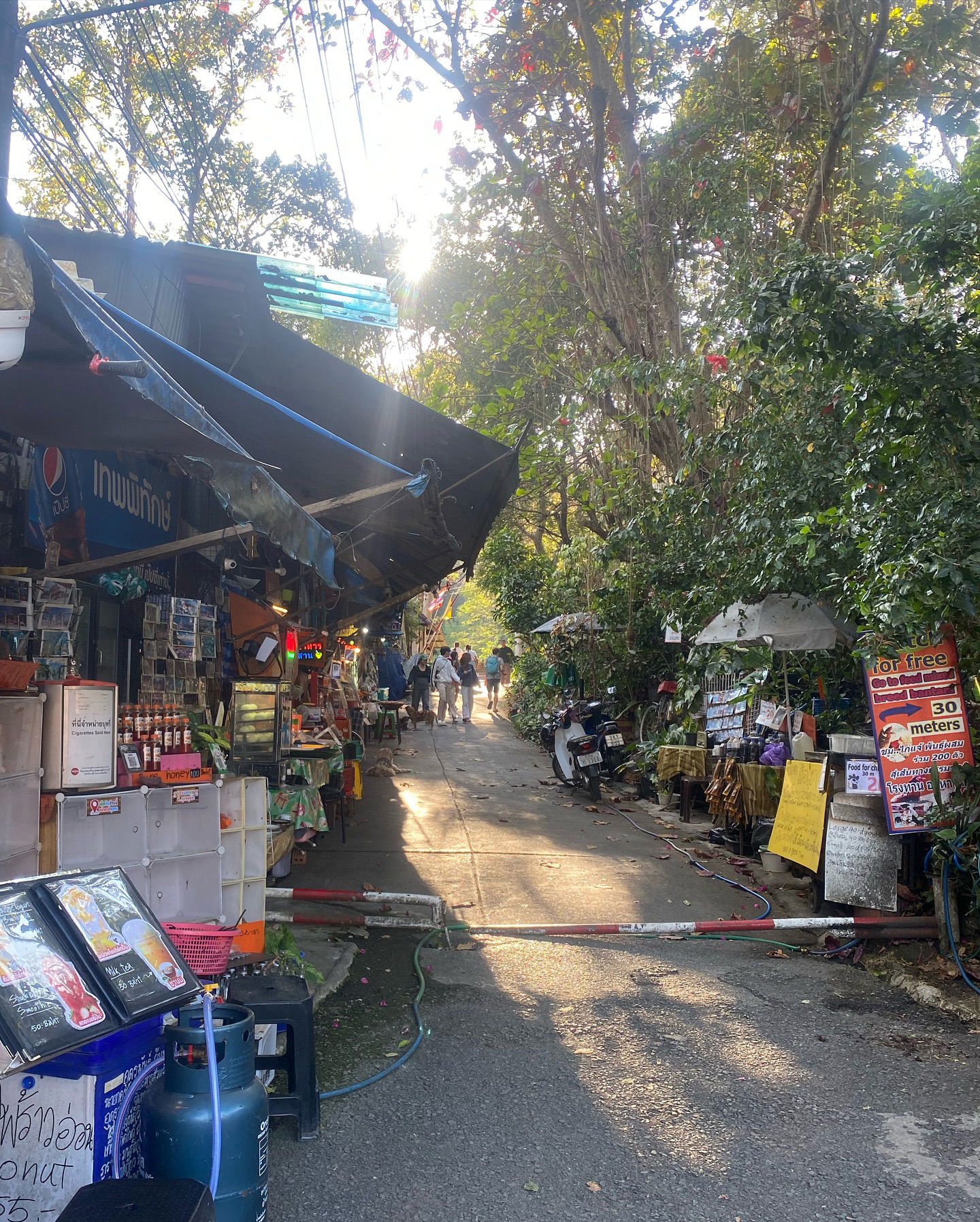 yam_adler instagram image archive image