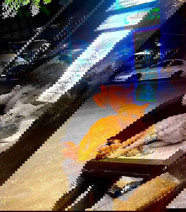 yam_adler image ~ Altpins