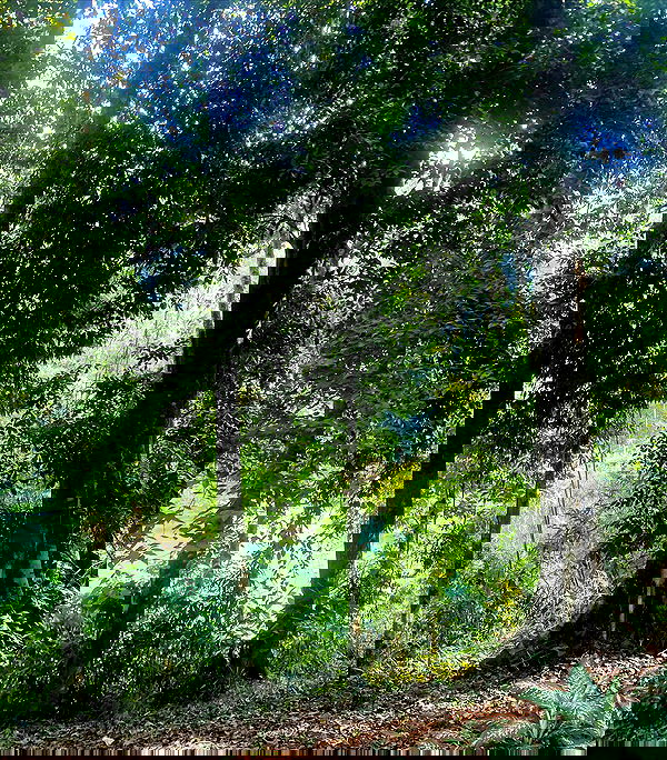 yam_adler image ~ Altpins