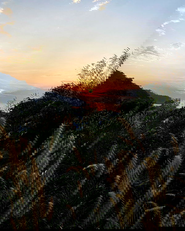 yam_adler image ~ Altpins