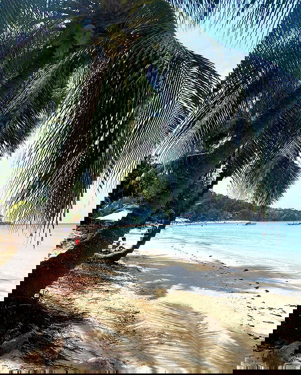 yam_adler image ~ Altpins