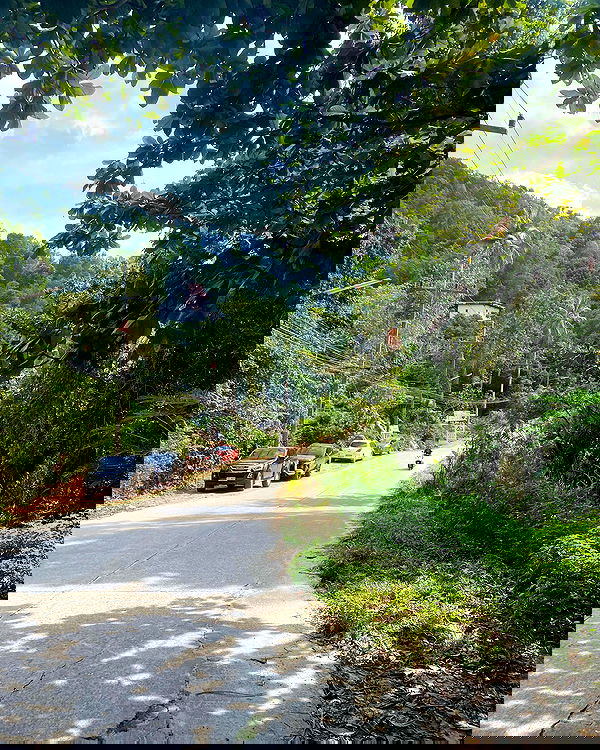 yam_adler image ~ Altpins