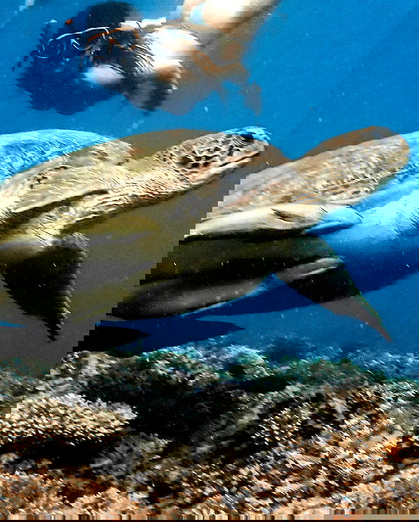 yam_adler image ~ Altpins