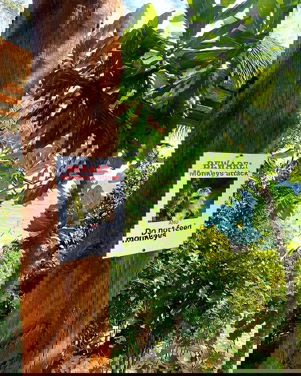 yam_adler image ~ Altpins