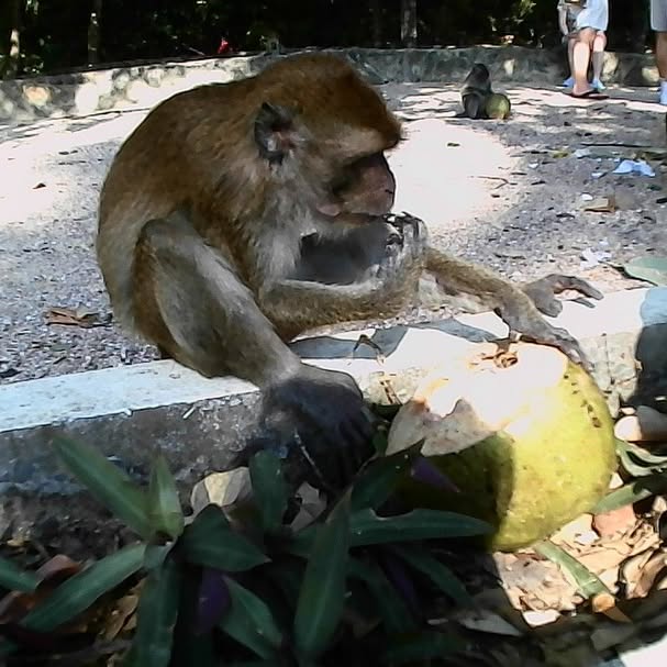 yam_adler instagram image archive image