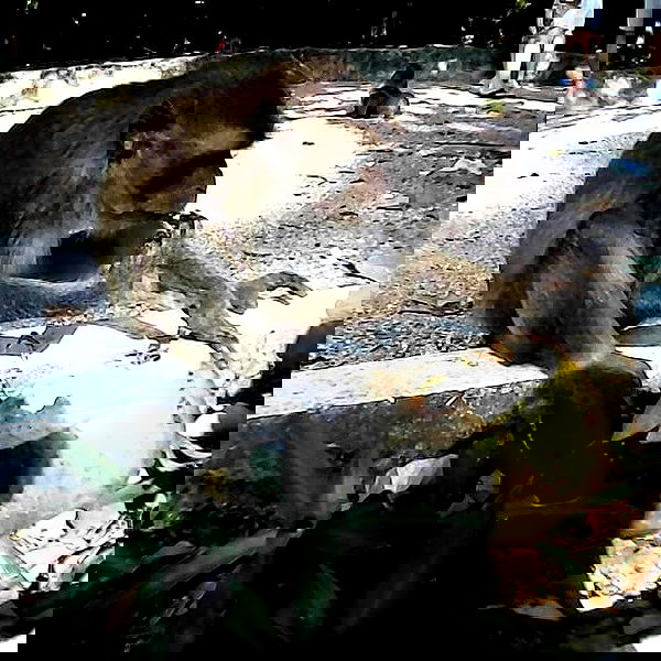 yam_adler image ~ Altpins