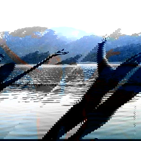 yam_adler image ~ Altpins