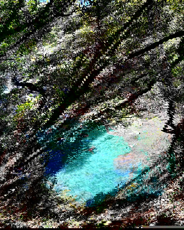 yam_adler image ~ Altpins