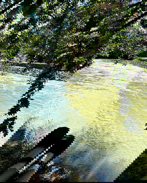 yam_adler image ~ Altpins