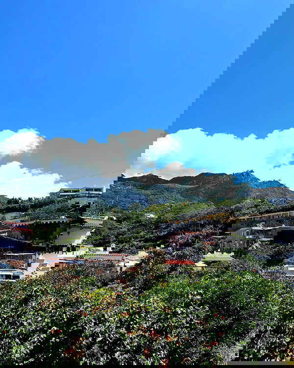 yam_adler image ~ Altpins