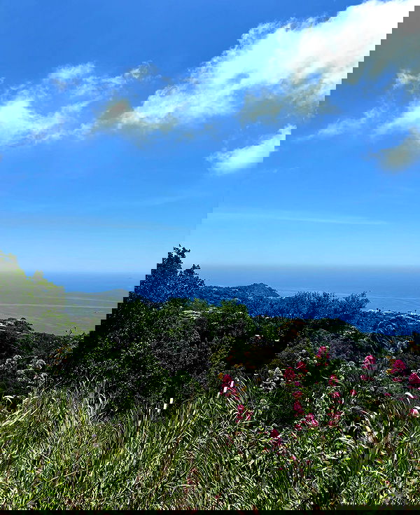 yam_adler image ~ Altpins