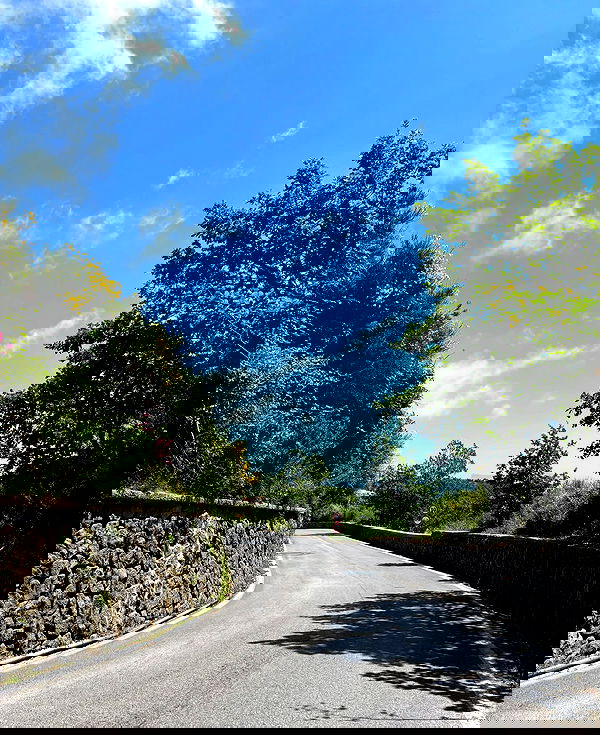 yam_adler image ~ Altpins