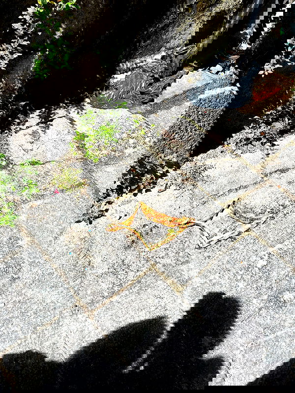 yam_adler image ~ Altpins