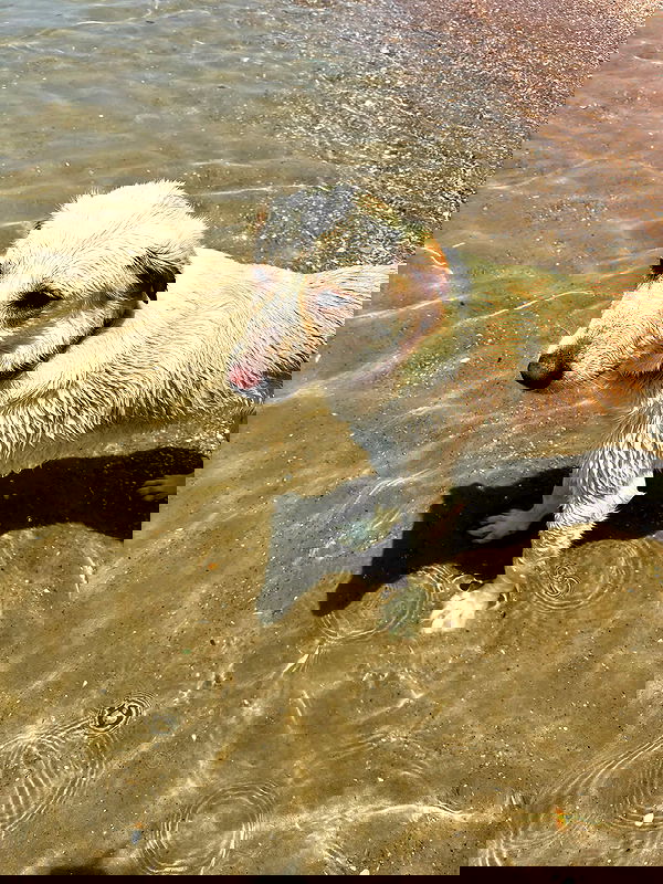 yam_adler image ~ Altpins