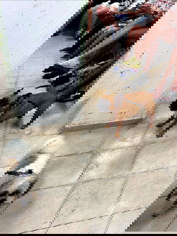 yam_adler image ~ Altpins