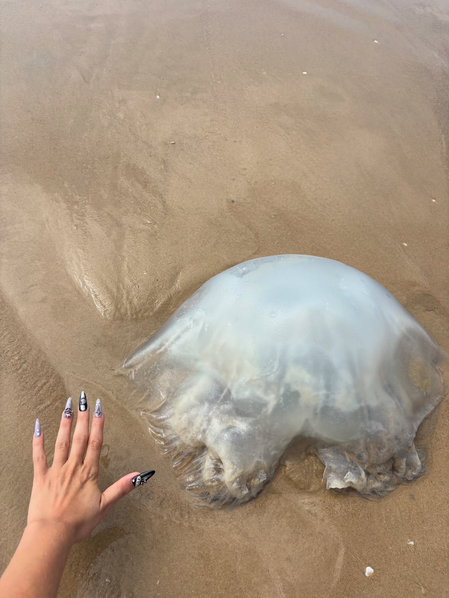 yam_adler instagram image archive image