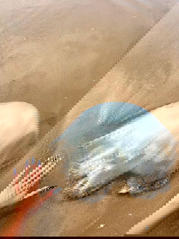 yam_adler image ~ Altpins