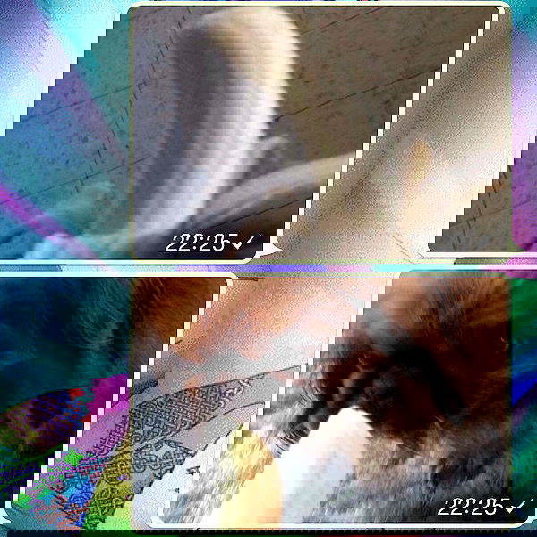 yam_adler image ~ Altpins