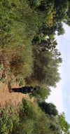 yanna_ship Altpins Profile Picture