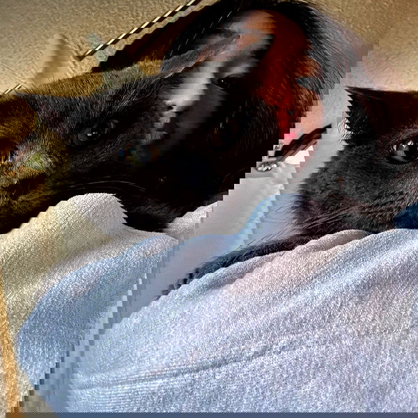 yemada yemada archive image