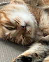 yinsdere Altpins Profile Picture
