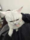 yinsdere Altpins Profile Picture
