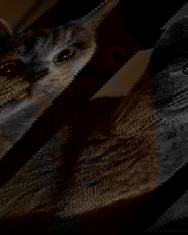 yoo.mon yoo.mon archive image