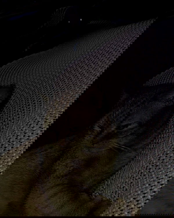 yoo.mon yoo.mon archive image