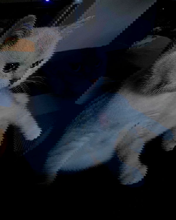 yoo.mon yoo.mon archive image